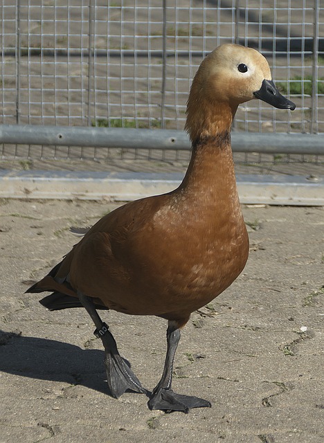 中起着关键