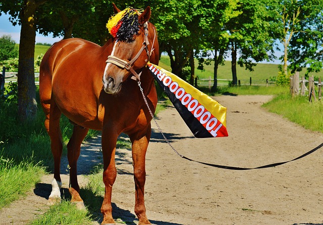 南乒乓球与 南乒乓球与